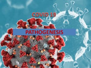 The pathogenesis of covid 19 in simple terms